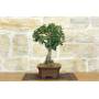 4 - Mutchagara Stechpalme Bonsai (2)
