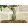 5 - Mutchagara Stechpalme Bonsai (2)