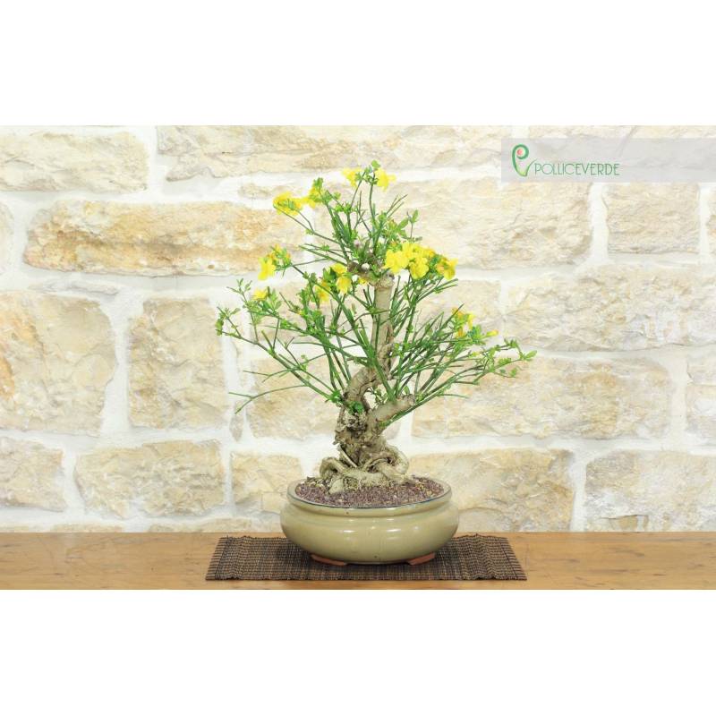 Gelbe Blume Jasmin Bonsai (7) | 400,00  | Pollice Verde