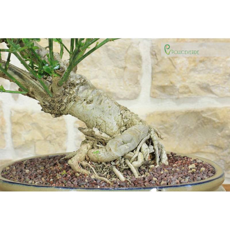 elefantenohren pflanze lila Alocasia infernalis 
