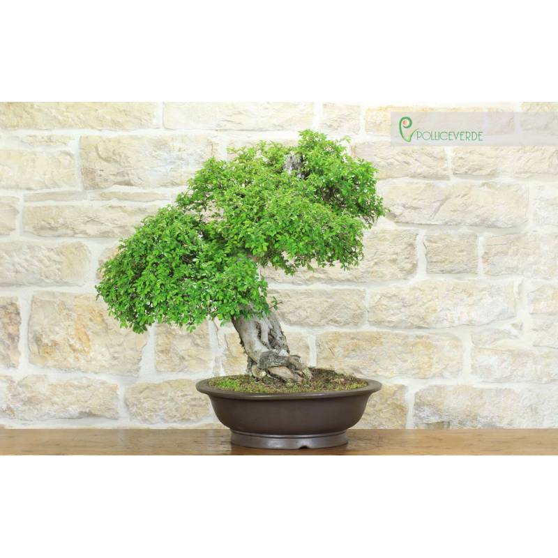 Chinesische Ulme Bonsai (151) | 1.500,00  | Pollice Verde