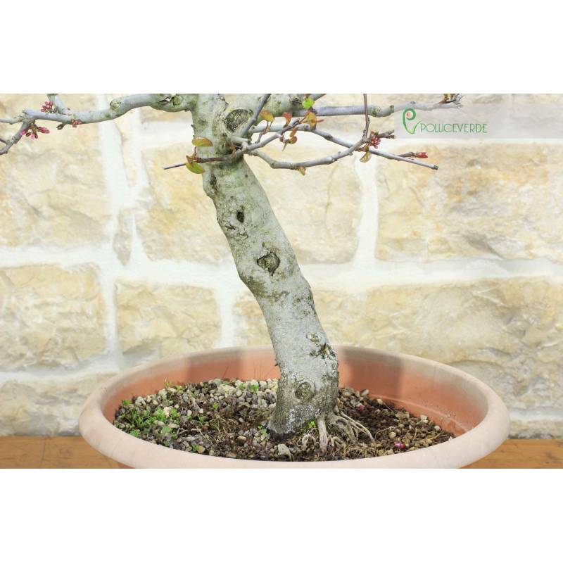 Vor-Bonsai von Cercis - Judasbaum (2) | 290,00  | Pollice Verde