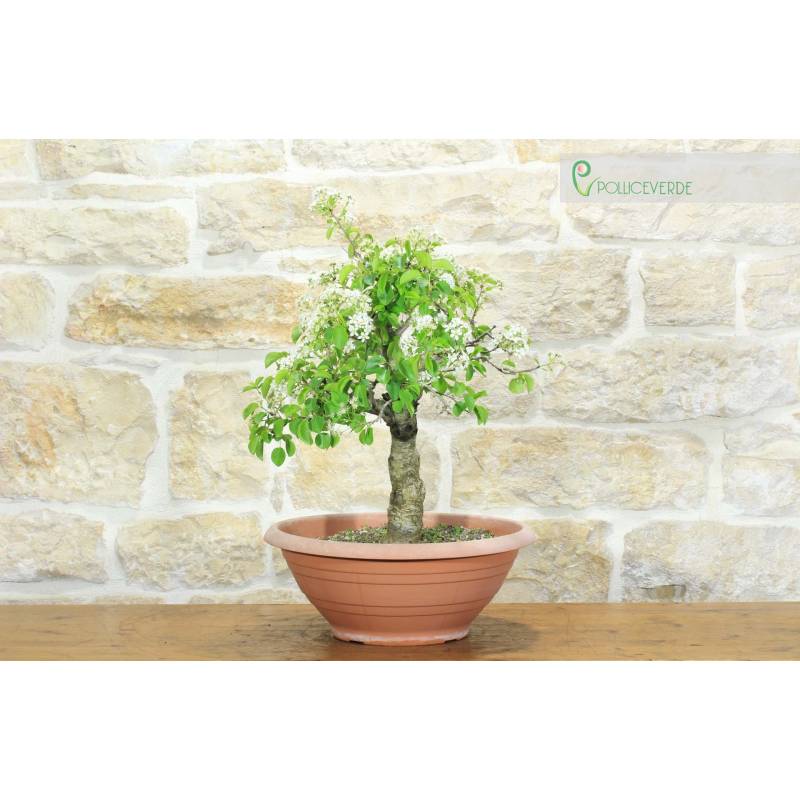 Wildkirsche Pre-Bonsai (4) | 250,00  | Pollice Verde