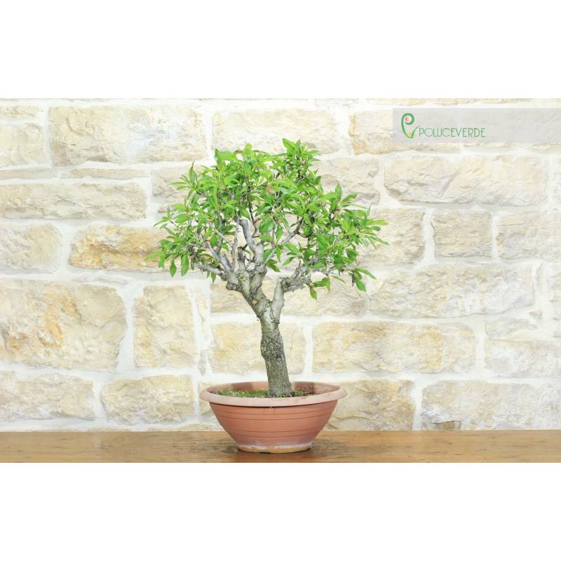 Vor Mandelbaum Bonsai (3) | 280,00  | Pollice Verde