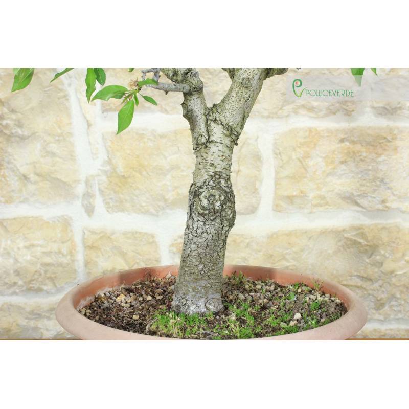 pinus nigra brepo bonsai Japanese Black Pine – Lichtenfelt's