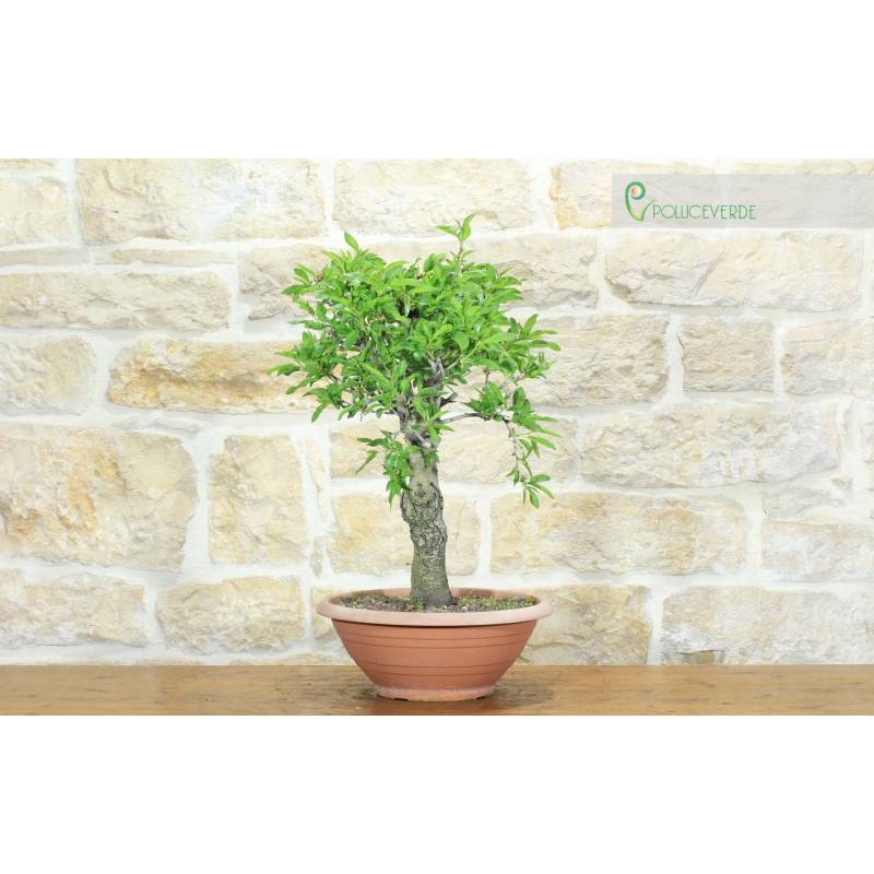 Vor Mandelbaum Bonsai (5) | 280,00  | Pollice Verde