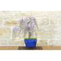 2 - Bonsai di Glicine Giapponese (16).