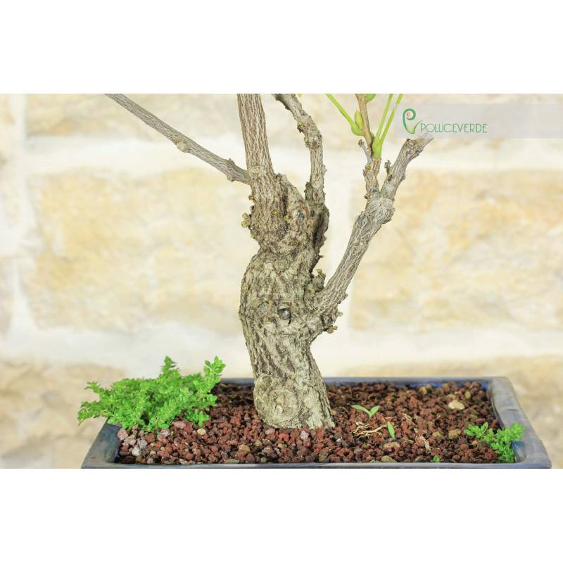 Bonsai di Glicine Giapponese (16). | 230,00  | Pollice Verde