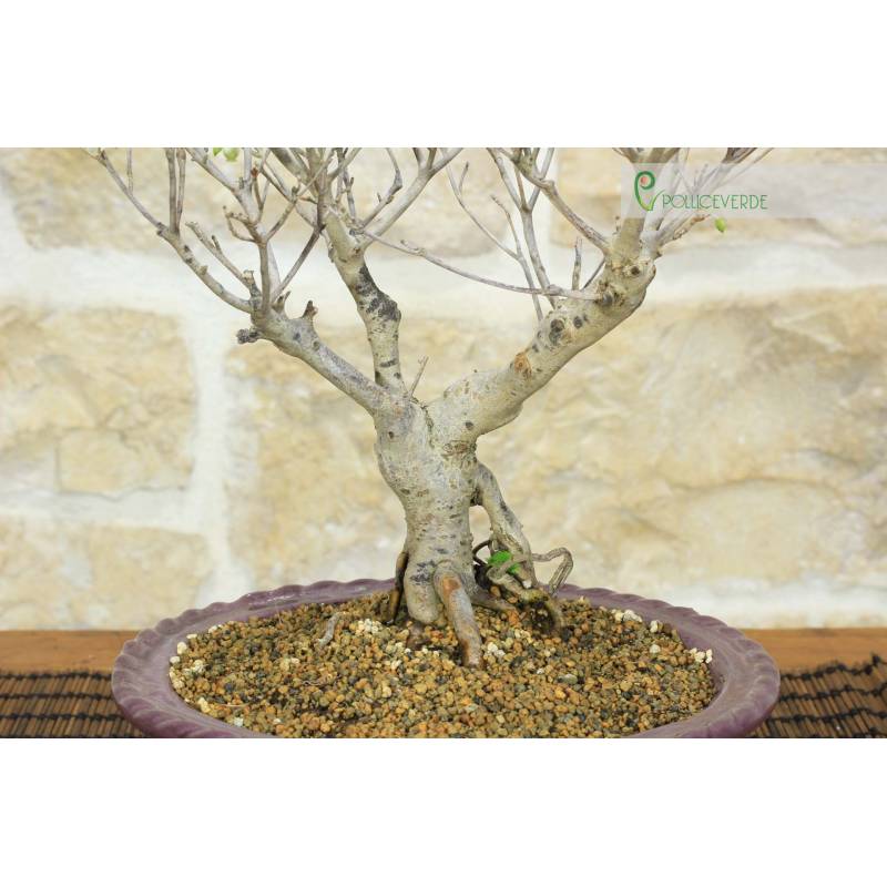 morus alba bonsai Weier Maulbeerbaum Samen
