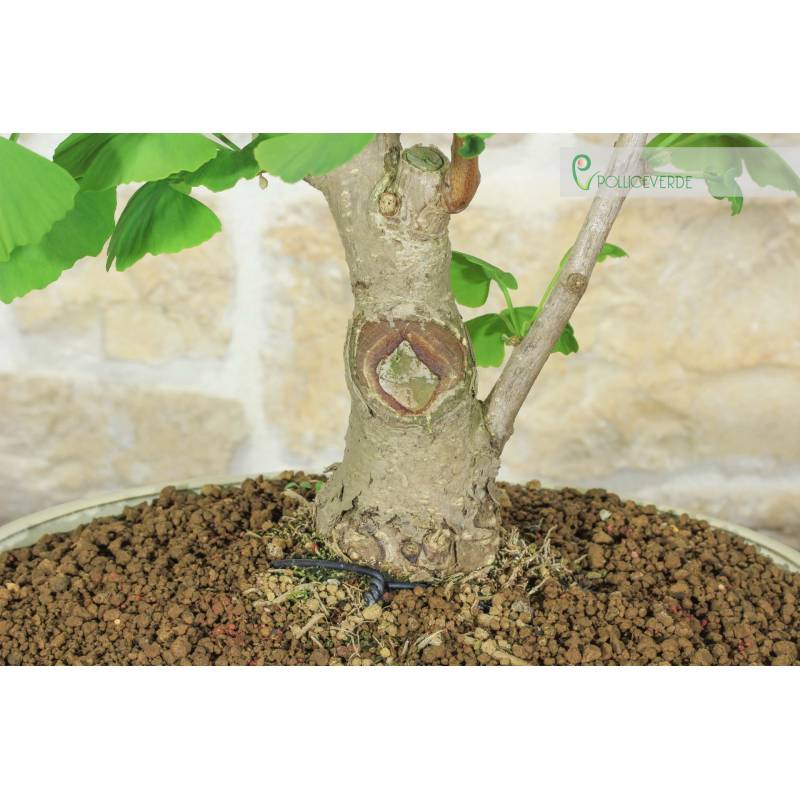 Ginkgo Biloba Bonsai (11) | 200,00  | Pollice Verde