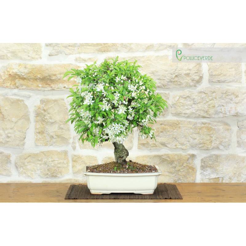 Apfel-Bonsai Micromalus (44) | 350,00  | Pollice Verde