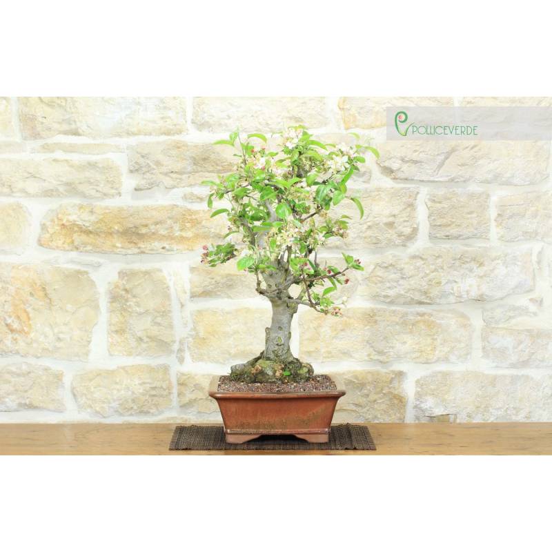nuts bambus schssel 22 cm Bambus-Schssel 26x8  albert L. (punkt) Online-Shop