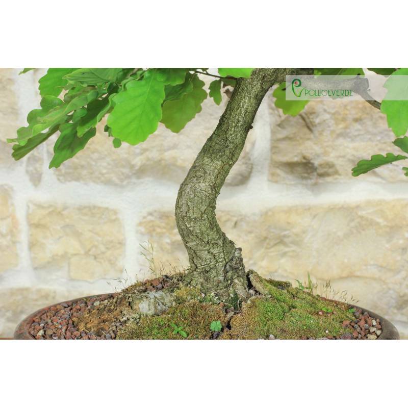 Eiche Eiche Bonsai (49) | 250,00  | Pollice Verde