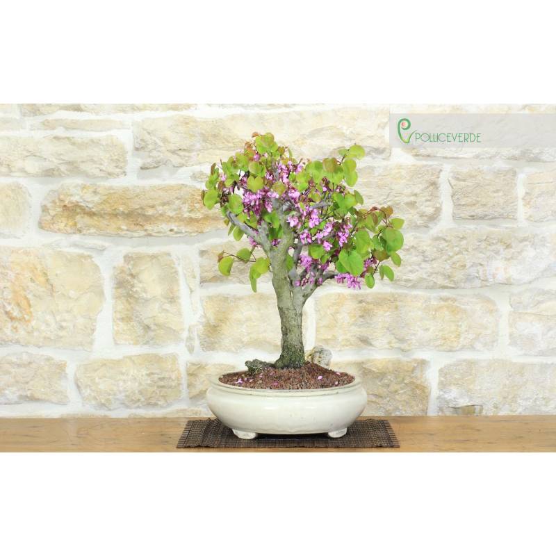 Cercis bonsai - Judasbaum (71) | 500,00  | Pollice Verde