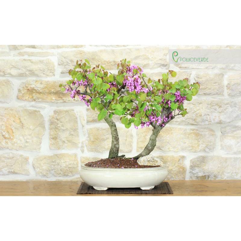 bonsai tree pictures Juniper Bonsai Tree Land/Water Pot main image 1