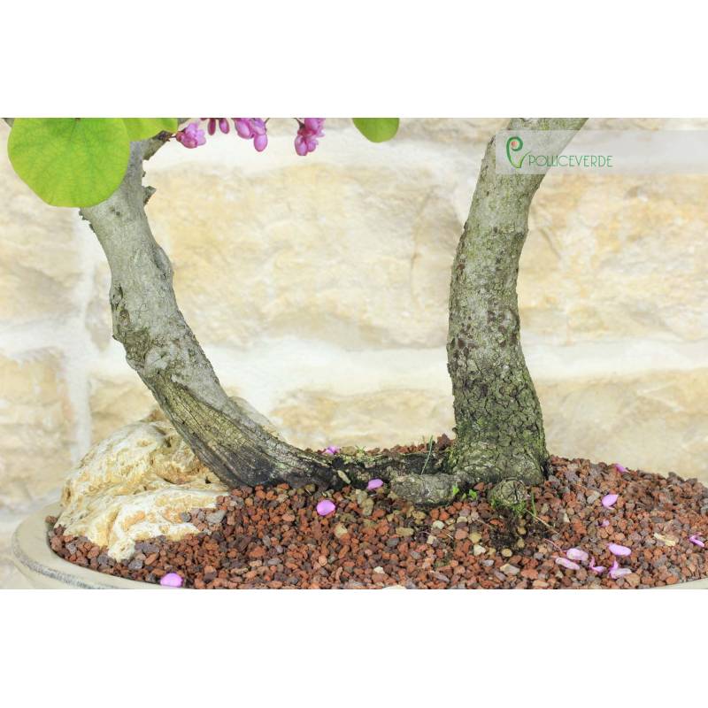 Cercis bonsai - Judasbaum (71) | 500,00  | Pollice Verde