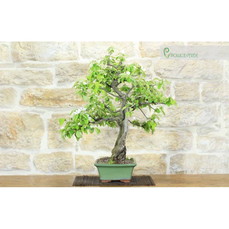Quitten-Bonsai (13) | 390,00  | Pollice Verde