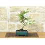 2 - Flowering apple bonsai tree in enameled pot - age 7-8 years