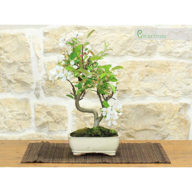 geigenfeige baum Künstlicher Ficus lyrata Baum 180cm Geigenfeige dekorative Kunstpflanz