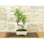 3 - Bonsaï de pommier fleuri en pot émaillé - âge 7-8 ans