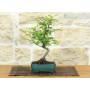 4 - Flowering apple bonsai tree in enameled pot - age 7-8 years