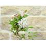 5 - Bonsaï de pommier fleuri en pot émaillé - âge 7-8 ans
