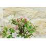 6 - Flowering apple bonsai tree in enameled pot - age 7-8 years