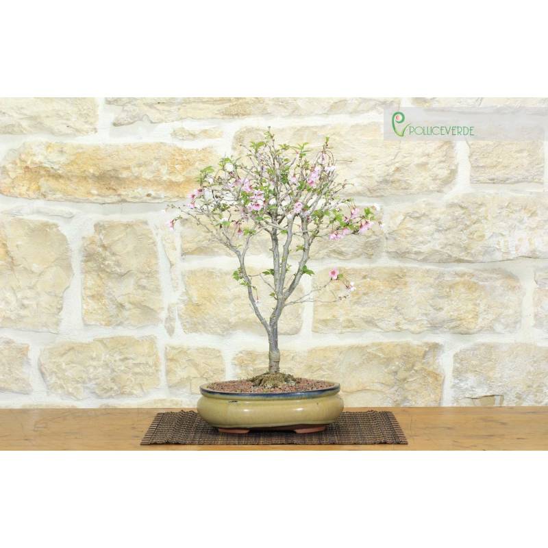 bambus schwarz Schwarzer Bambus (Phyllostachys nigra) | 150-175 cm im Topf