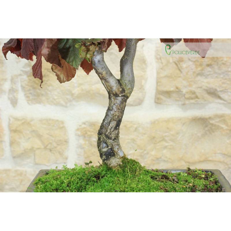 Red Leaf Twisted Hazelnut Bonsai (20) | 100.00 | Pollice Verde