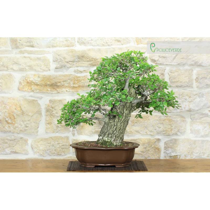 Feldulme Bonsai (54) | 700,00  | Pollice Verde