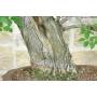 5 - Bonsai di Olmo Campestre (54)