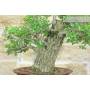 7 - Bonsai di Olmo Campestre (54)