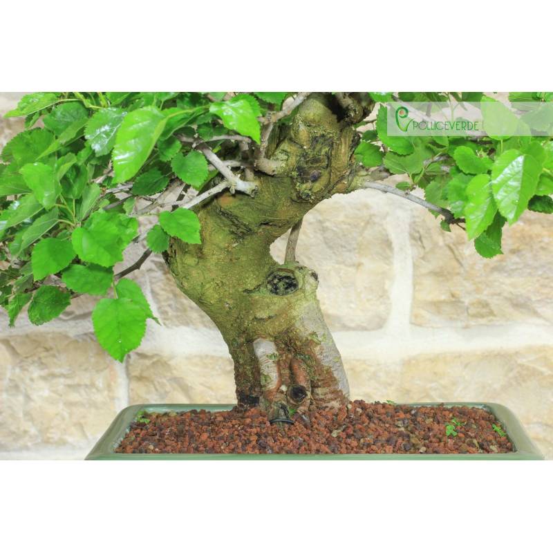 strahlenaralie bonsai Hawaiian Umbrella Bonsai Tree main image 0