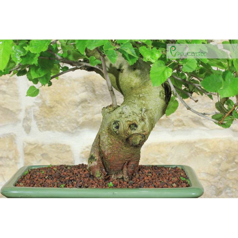 ginseng bonsai verliert viele blätter Ficus Ginseng