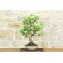 1 - Bonsai di Melo selvatico (136)