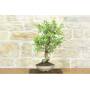 2 - Bonsai di Melo selvatico (136)