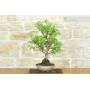 3 - Bonsai di Melo selvatico (136)