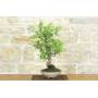 4 - Bonsai di Melo selvatico (136)