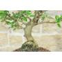 5 - Bonsai di Melo selvatico (136)