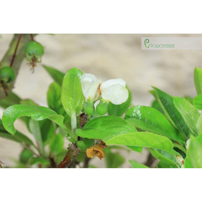 black cherry bambus Black Bamboo Tree for Sale – Beautiful Indoors or Outdoors main image 1