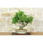 1 - Bonsai di Bougainvillea Spectabilis (121)