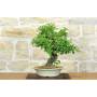 2 - Bonsai di Bougainvillea Spectabilis (121)
