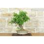 4 - Bonsai di Bougainvillea Spectabilis (121)