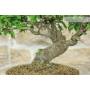 5 - Bonsai di Bougainvillea Spectabilis (121)