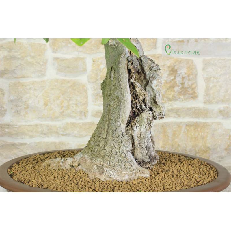 Magnolie Grandiflora Bonsai (4) | 800,00  | Pollice Verde