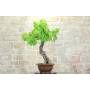 2 - Weinbonsai (60)