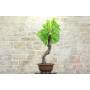 3 - Vine Bonsai (60)