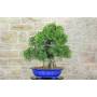 2 - Lentisco Bonsai (60)