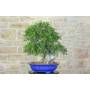 3 - Lentisco Bonsai (60)