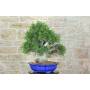 4 - Lentisco Bonsai (60)